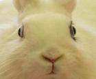 Глава белого кролика